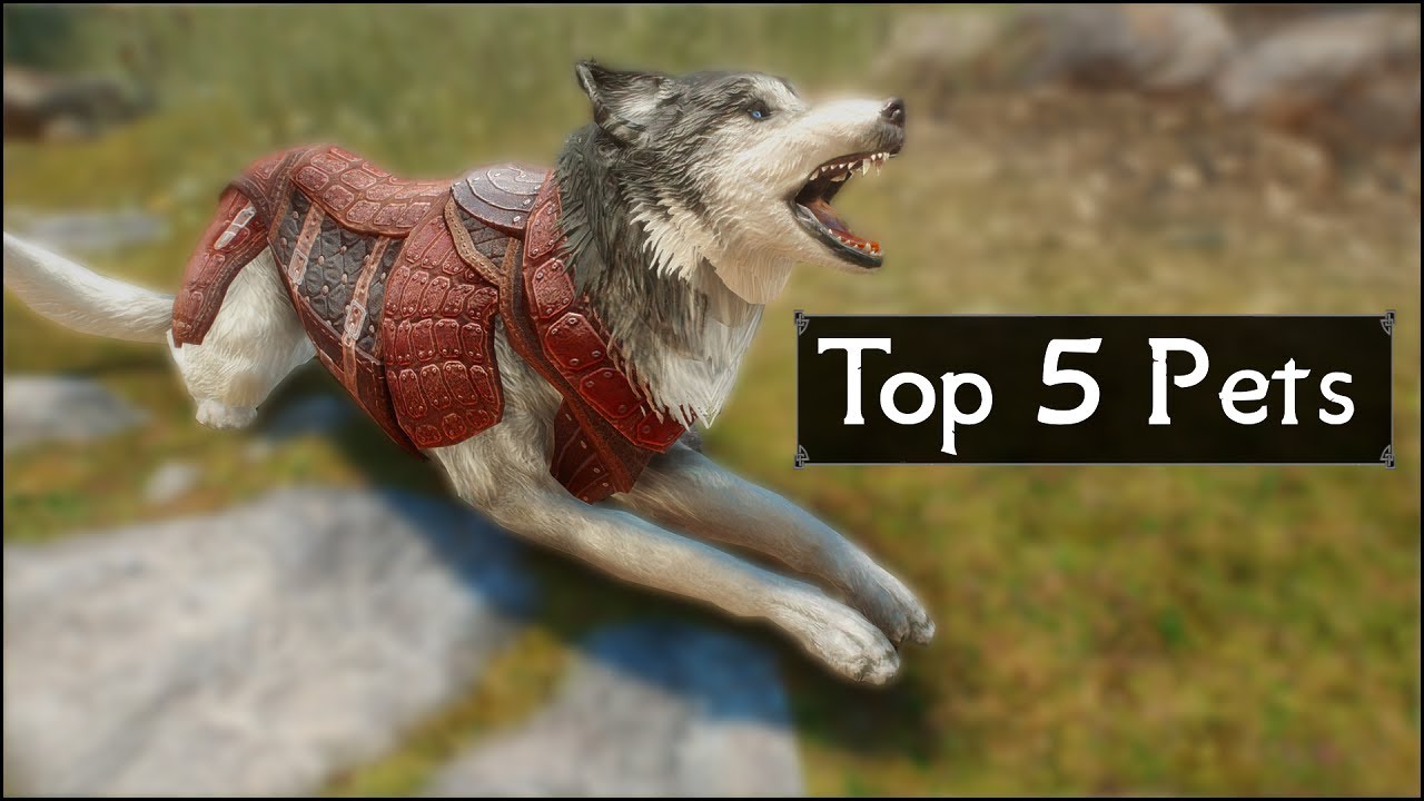 Skyrim: Топ-5 питомцев и пушистых друзей, которых вы могли пропустить в The Elder Scrolls 5: Skyrim