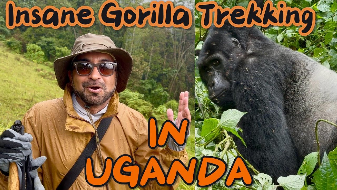 Uganda 🇺🇬: Gorilla Trekking -Our Unforgettable Adventure🇺🇬