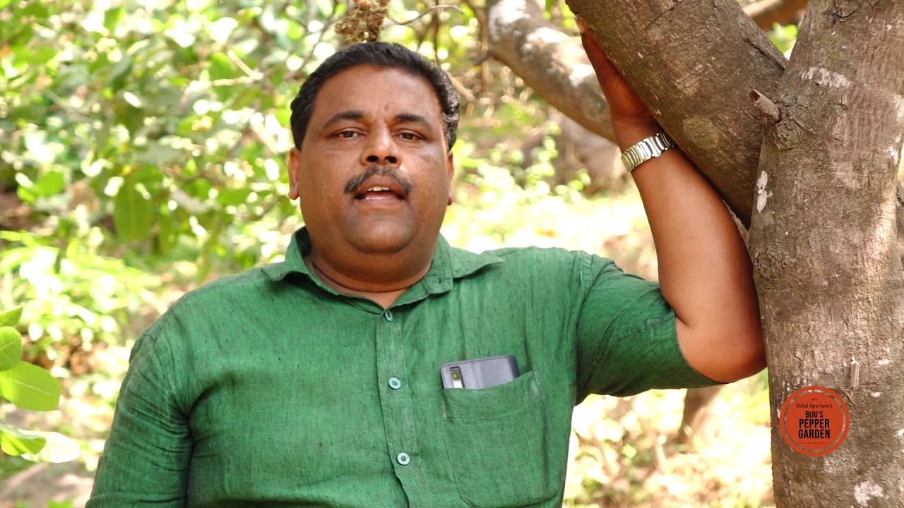 Cashew Plantaion മികച്ച ആദായത്തിന് കശുമാവ് കൃഷി...Bijus pepper garden