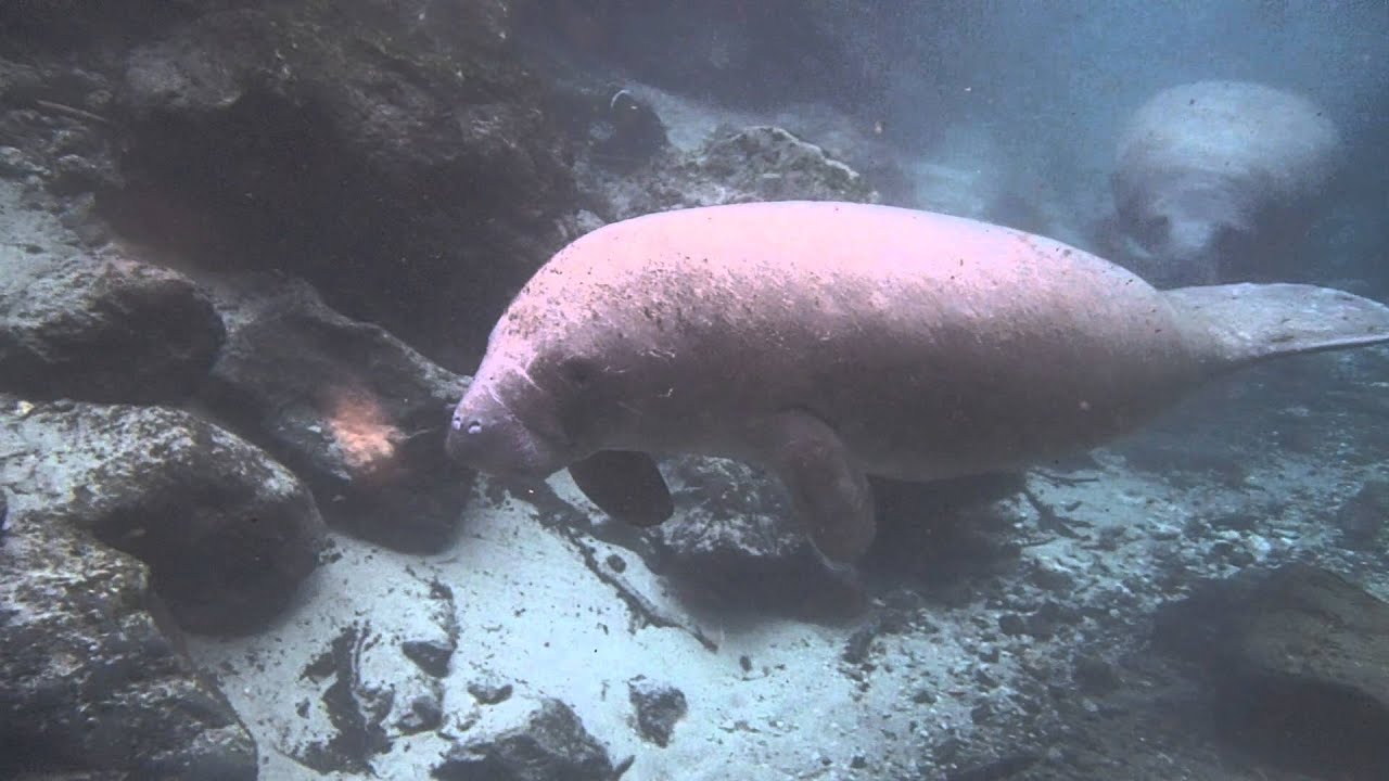 Snorkeling with Manatees with Crystal River Watersports