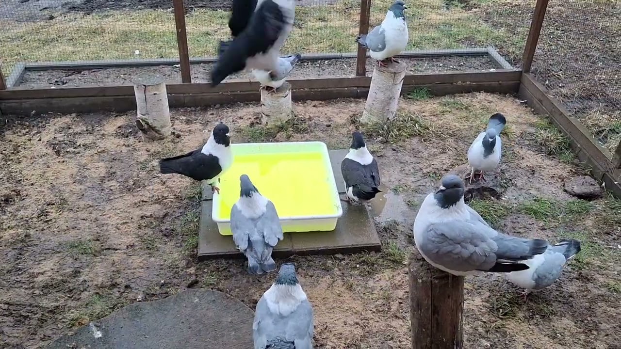 Gołębie Strasser i Pocztowy Biały , Gołębnik 