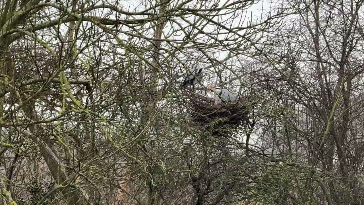 “Two grey herons on their nest as one flies to collect a twig and passes it to its mate 🐦” #heron