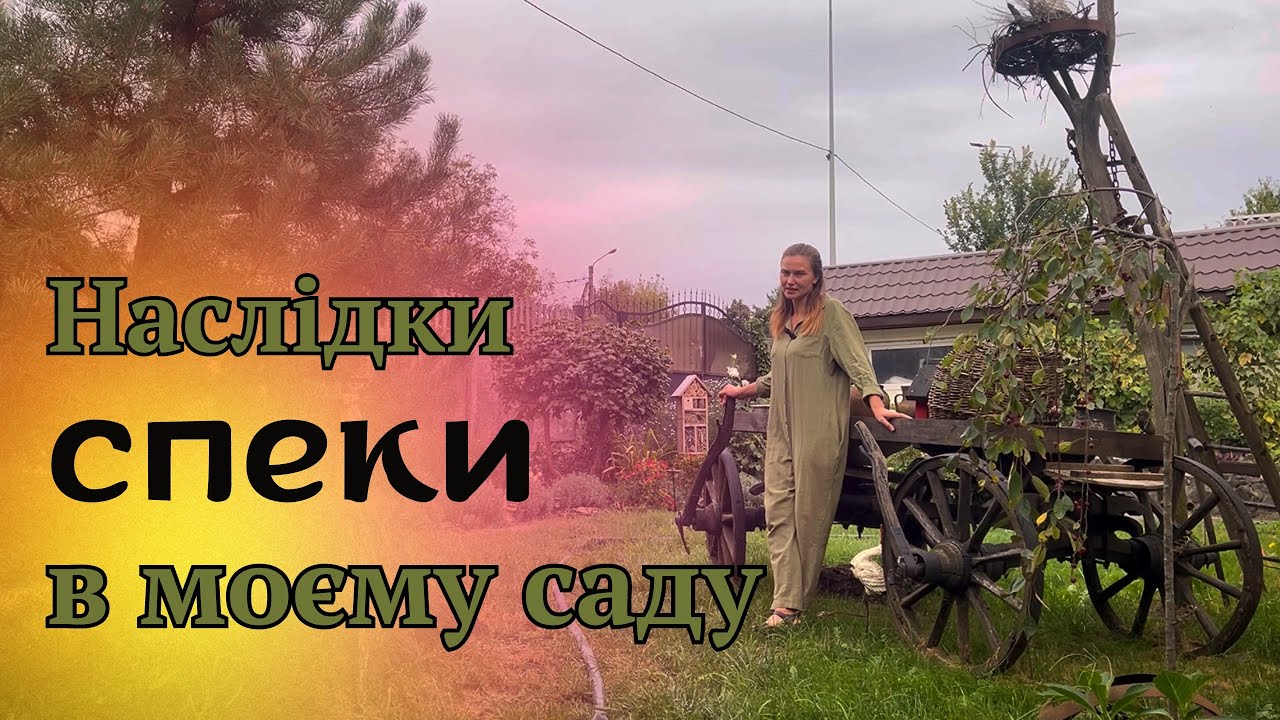 САД ПЕРЕЖИВ ЛІТНЮ СПЕКУ🌞НАСЛІДКИ І ВИСНОВКИ ✔️#сад #садівник #flowers #рослини #garden #садок