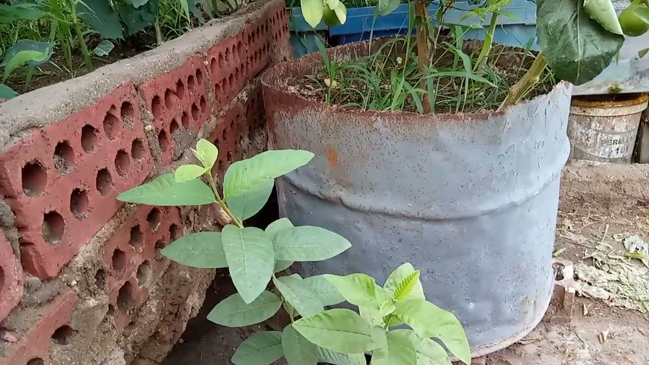 مواعيد نقل الأشجار وأسباب موت شتلات عند زراعتها فى المنزل