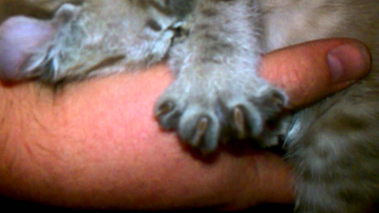 Gadget sleeping in my arms - Highlander kitten