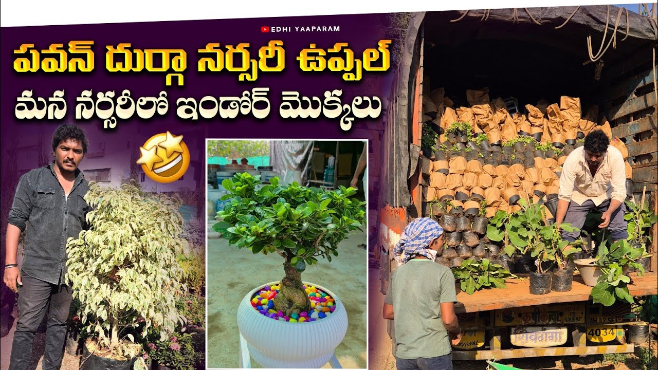మన Pavan Durga Nursary లో Indoor plants🪴😍| Edhi Yaaparam| Pavan Durga nursary| Pavan Kumar Undamatla