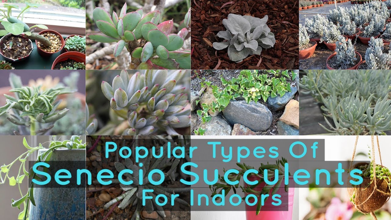 Popular Types Of Senecio Succulents For Indoors