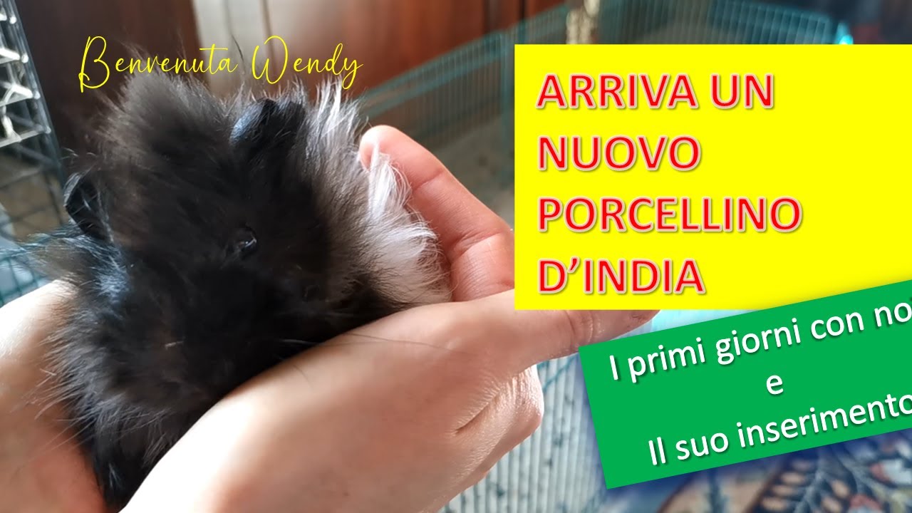 ANDIAMO A PRENDERE IL NUOVO PORCELLINO D'INDIA - I PRIMI GIORNI CON NOI  e IL SUO INSERIMENTO