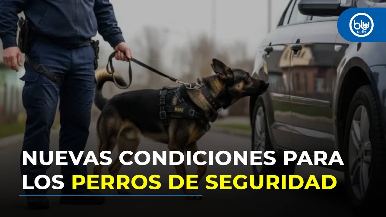 Así cambia el trabajo de los perros de seguridad con la nueva Ley Lorenzo
