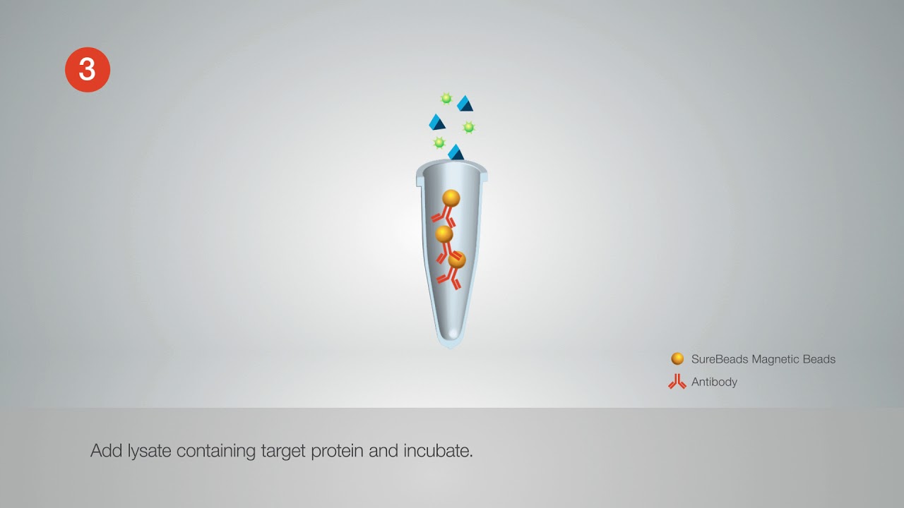 Immunoprecipitation (IP) Procedure using Surebeads Magnetic Beads and TidyBlot product range