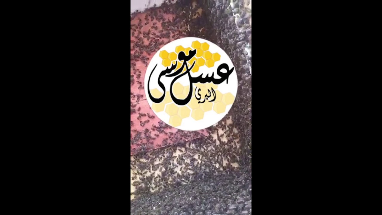 فرز عسل الأثل وتجربتي خلايا ابو سلمان مستمرة لثالث قطفة بالموسم بدون تغذية وبدون دعم ( شي عجب )