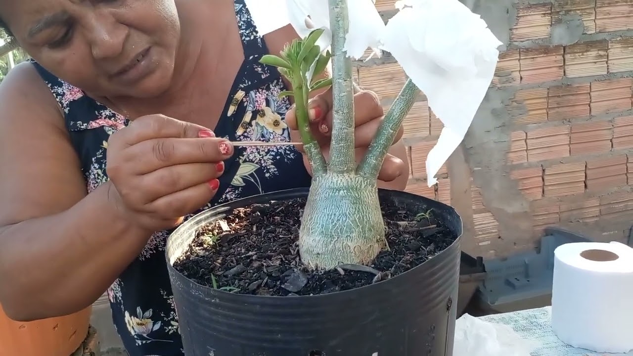 ENXERTANDO A ROSA DO DESERTO!