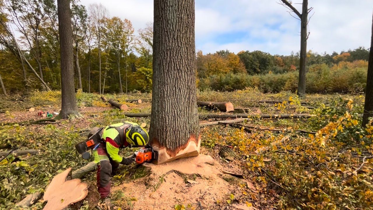 Těžba dubů nejvyšší kvality na aukci kulatiny do Deblic @Czechforest.