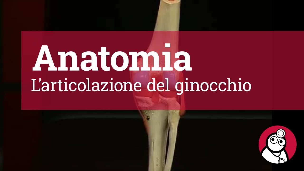 Anatomia: L'articolazione del ginocchio