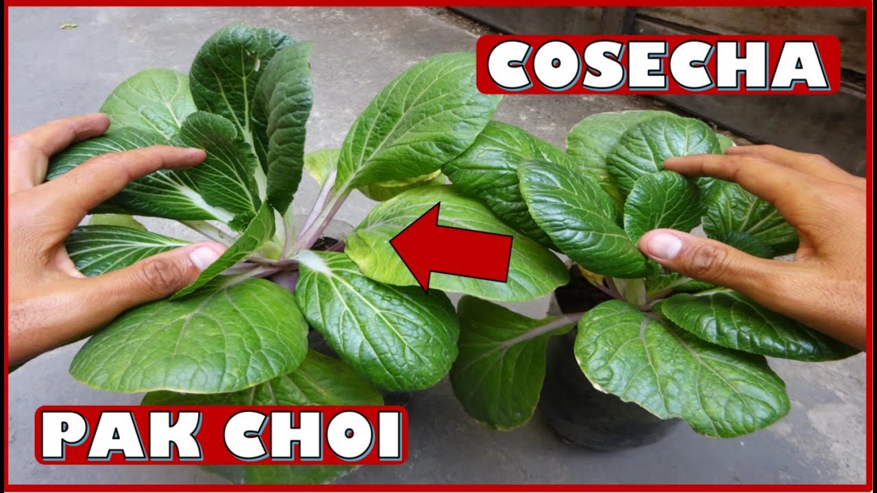 COMO REALIZAR LA COSECHA DE PAK CHOI BOK CHOY