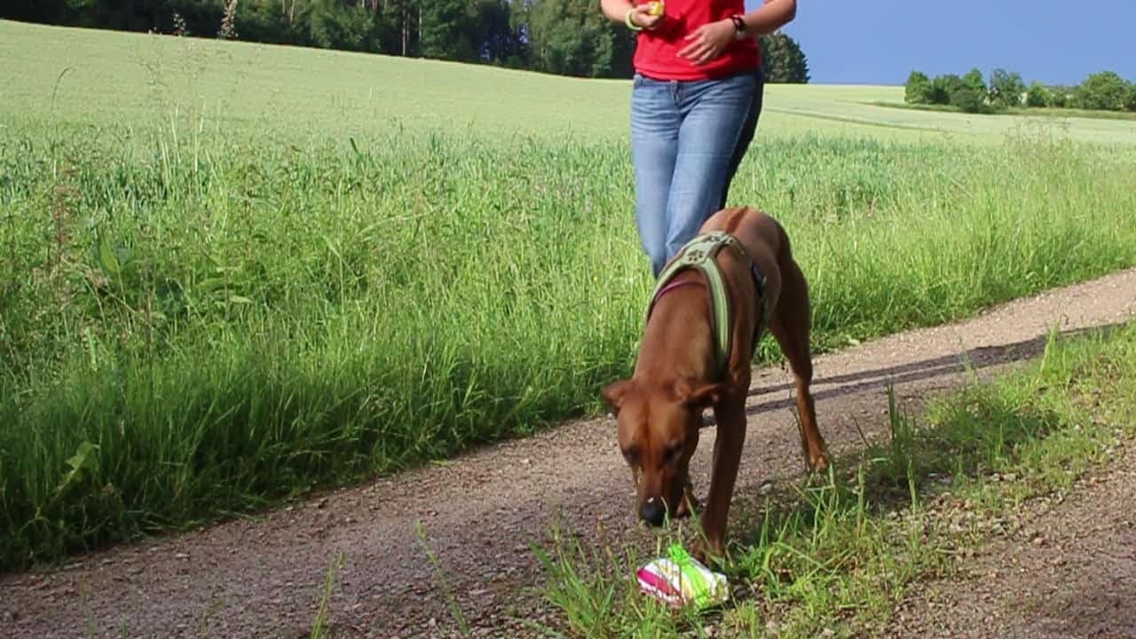 Kompletter Film: Anti-Giftköder-Training - Das Signal „Nix da“ (17 Minuten)