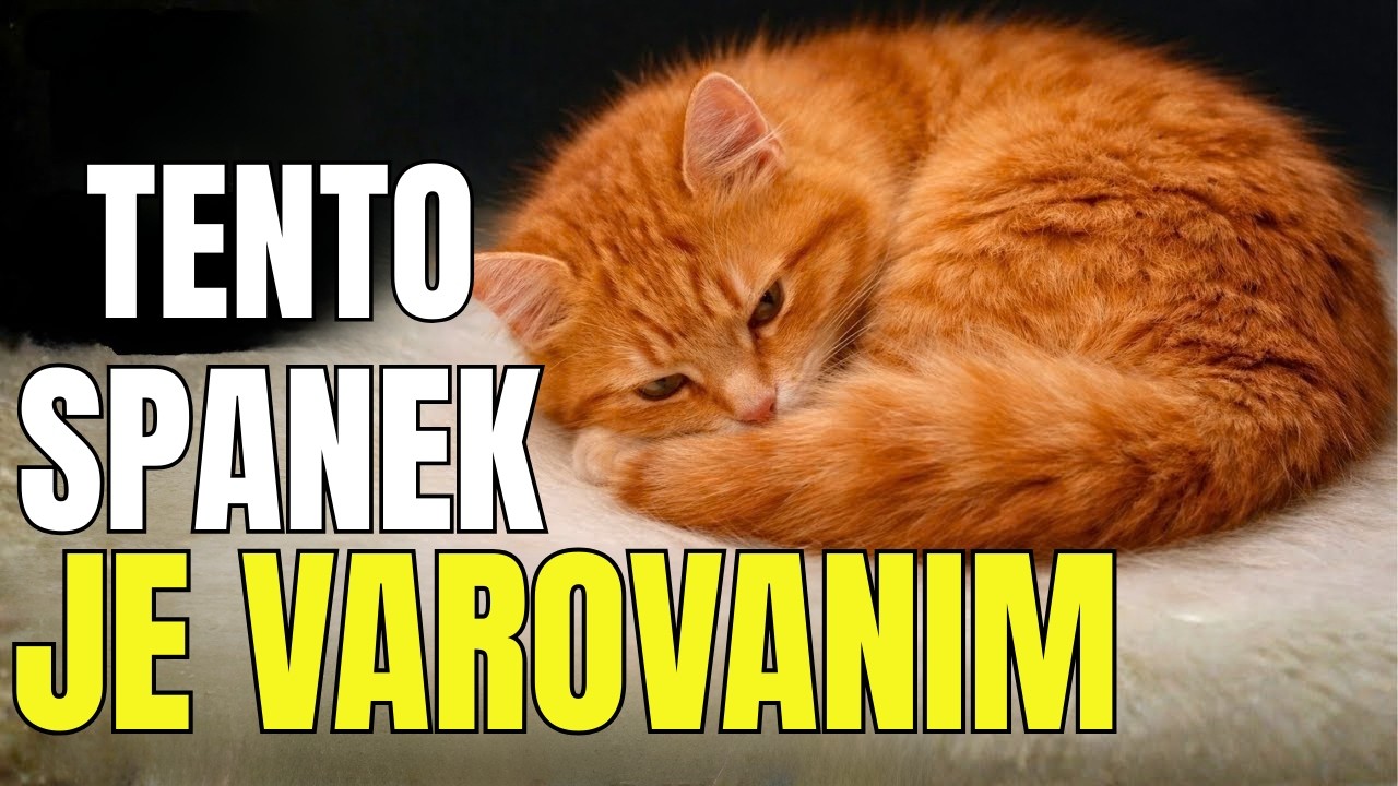 Pokud vaše kočka spí takto... může to být varování (většina majitelů si toho nevšimne)