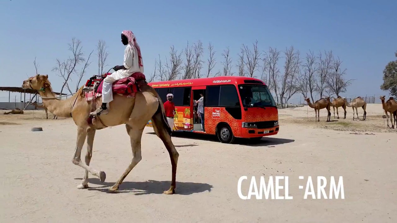 Visit Bahrain Tours | An Oasis in the Desert