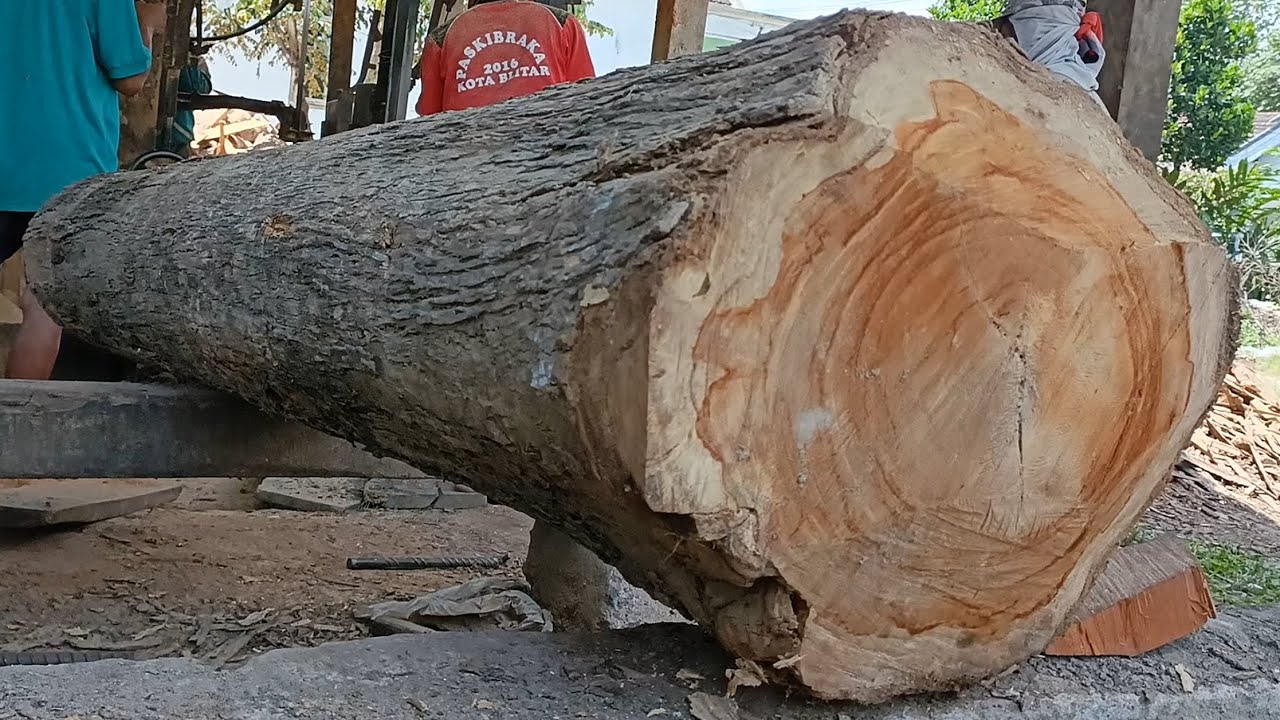 Amazing wood sawing process || Large wood sawing