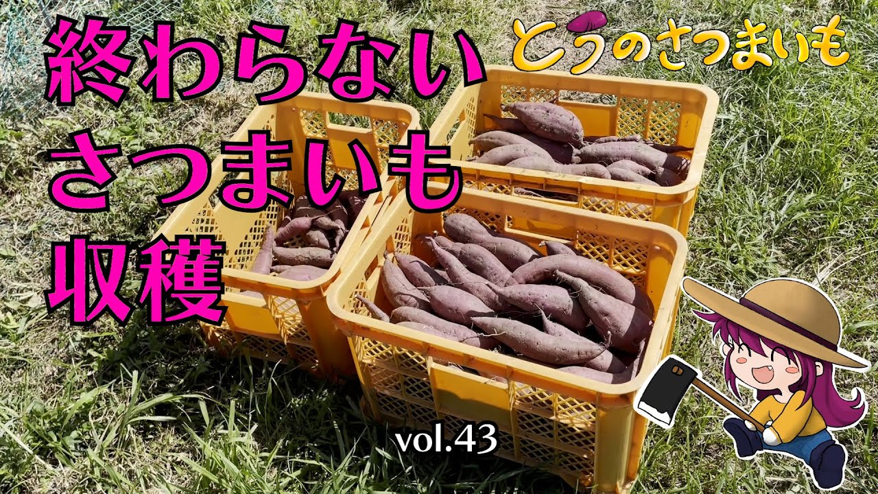 終わらないさつまいも収穫