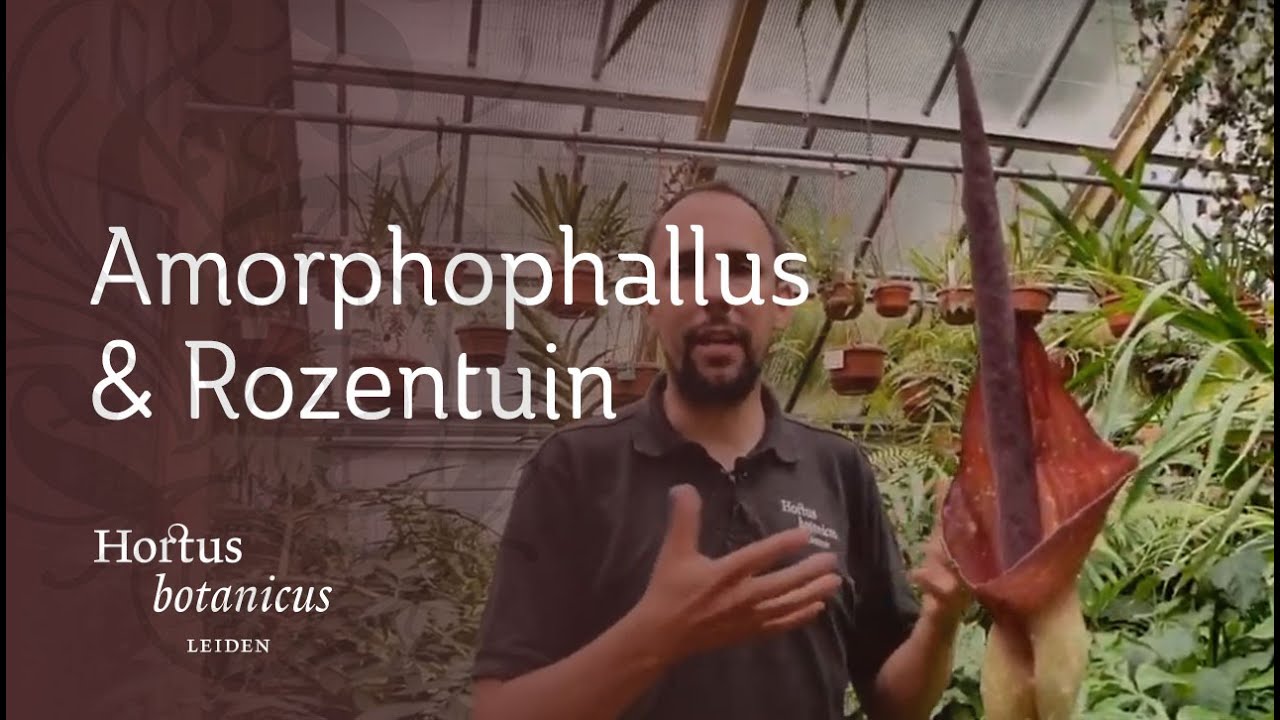 Studio Hortus | afl.3 | Lotusblad, Brandnetel bewoners, Amorphophallus geopend, Rozentuin & Nestpoes
