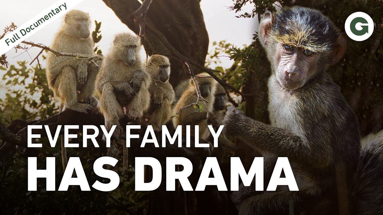 They Are Just Like Us: The Social Lives of Anubis Baboons | Full Documentary