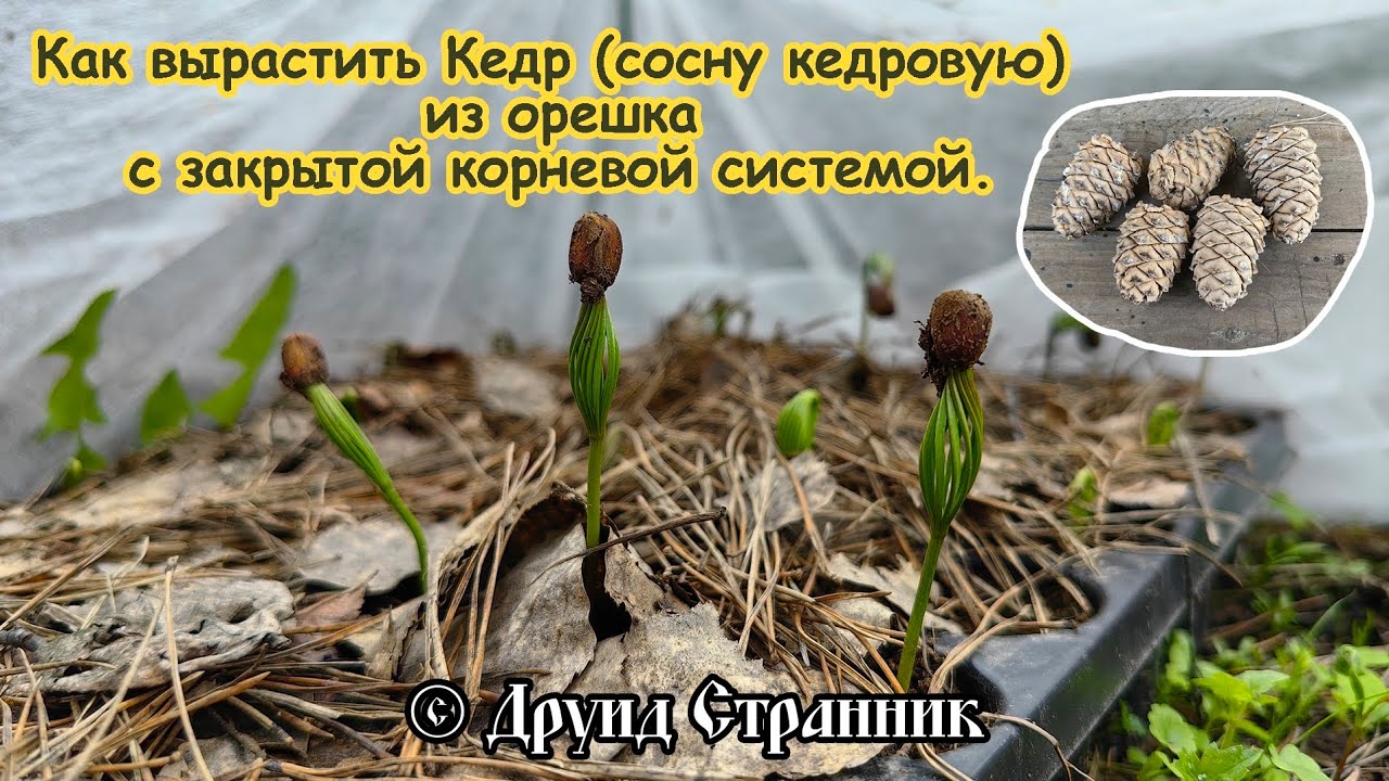 Как вырастить Кедр (сосну кедровую сибирскую) из орешка с закрытой корневой системой!