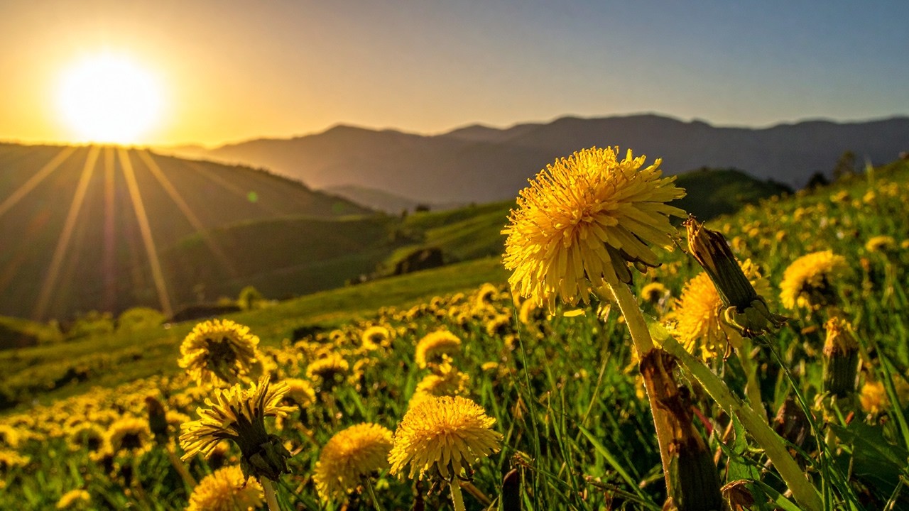 Peaceful Morning Meadow | Soft Wind & Sweet Birdsong