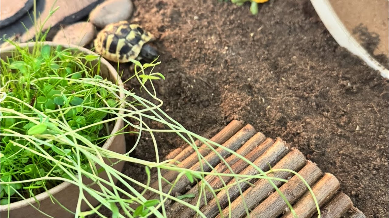 Zeus the Tortoise is live