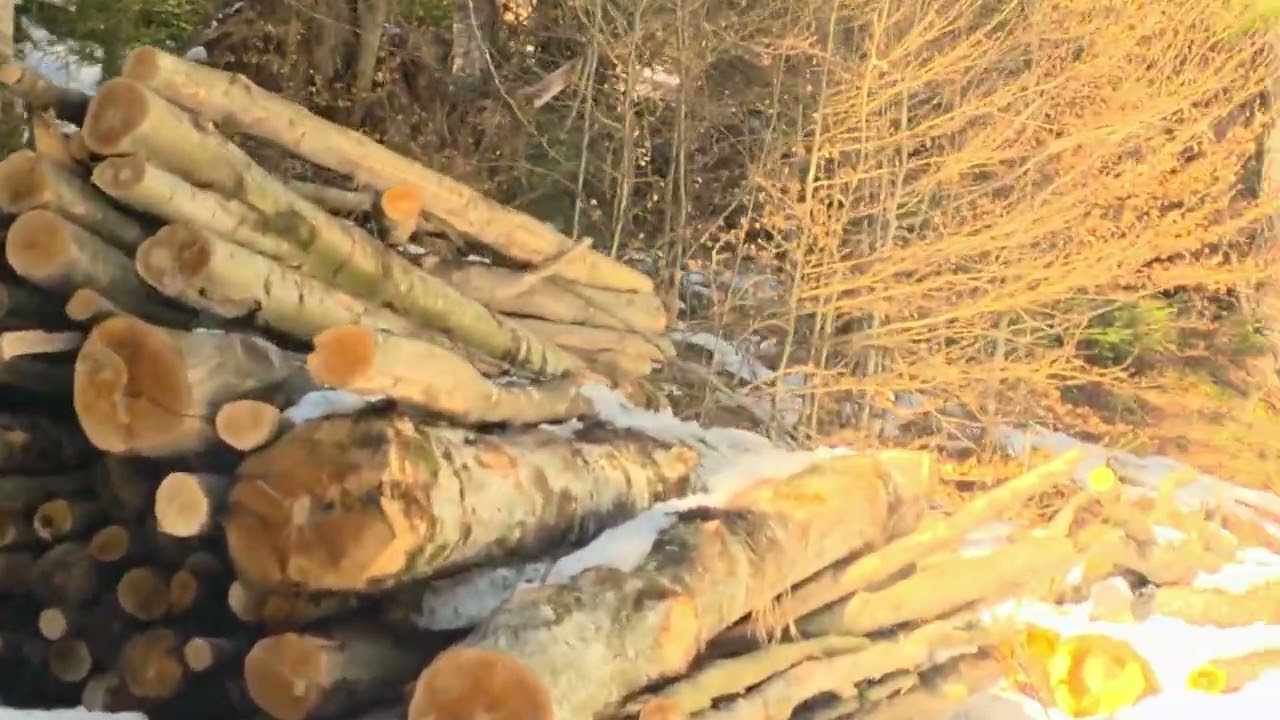 Martie în Padurea Bucovineană,Poiana Negri-Bucovina-March in the Bukovinian Forest,Poiana Negri. 