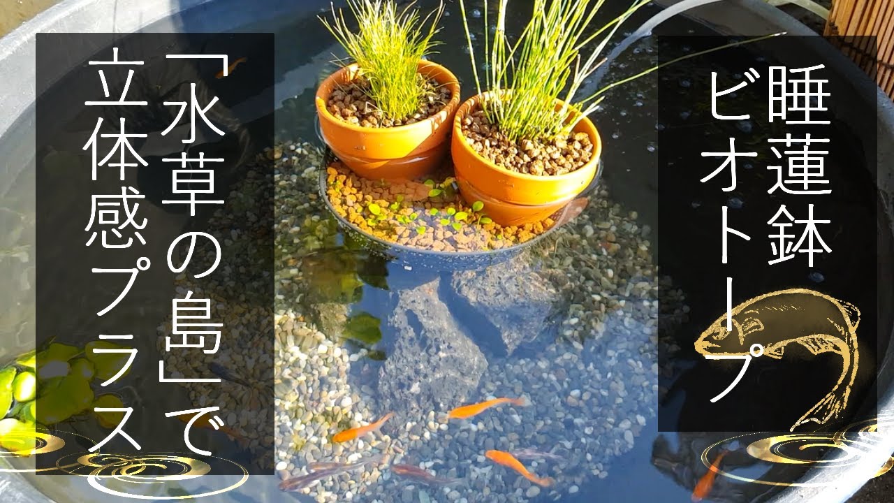 【メダカビオトープ立ち上げ】水草の島を使った簡単睡蓮鉢レイアウト
