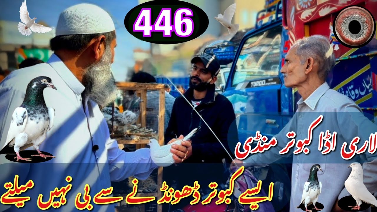 446) Lahore lari ada kabootar mandi || کبوتر منڈی || #amjadaliofficial