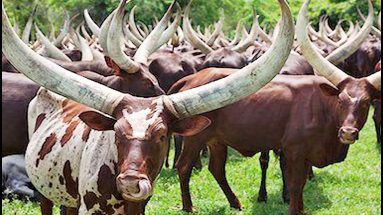 Ekyevugo Ente - Ego Ndikafa | Ankole Culture 