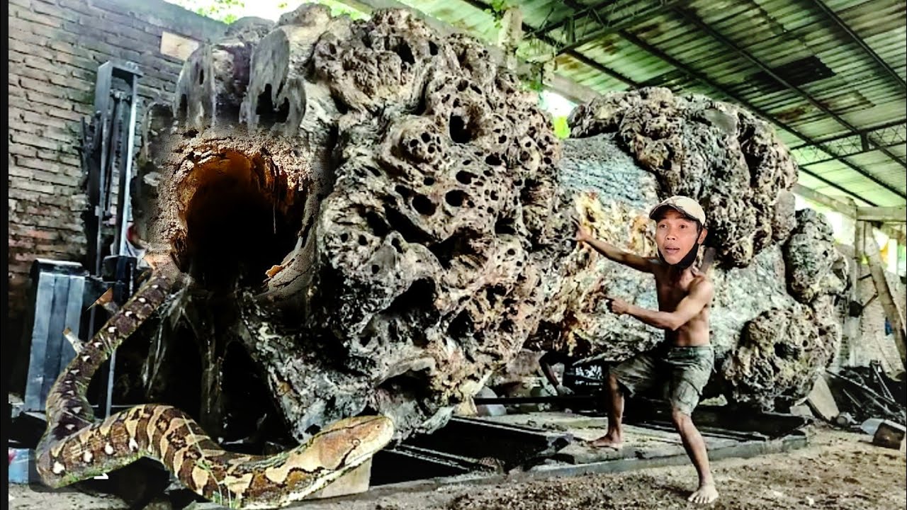MOMEN MENGERIKAN! Gergaji Memecahkan Balok Kayu Raksasa dengan Kekuatan di Pabrik Penggergajian Kayu