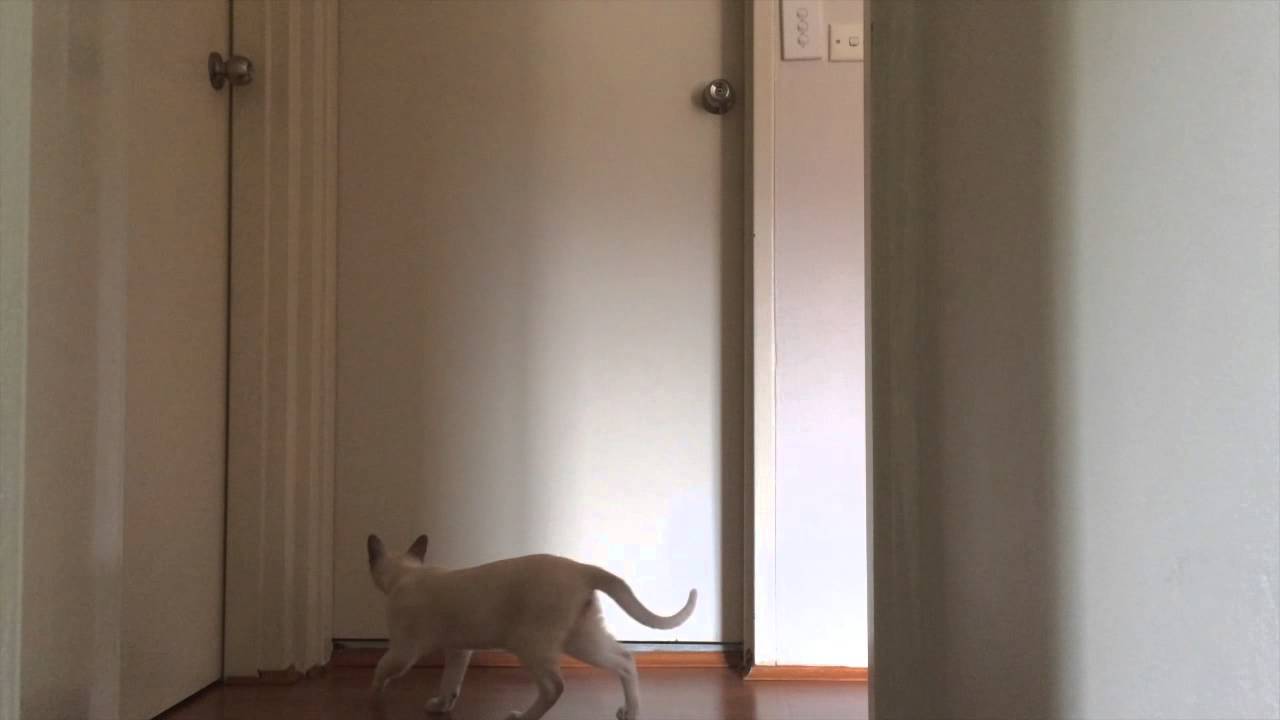 Cat meowing loudly. Cute tonkinese.
