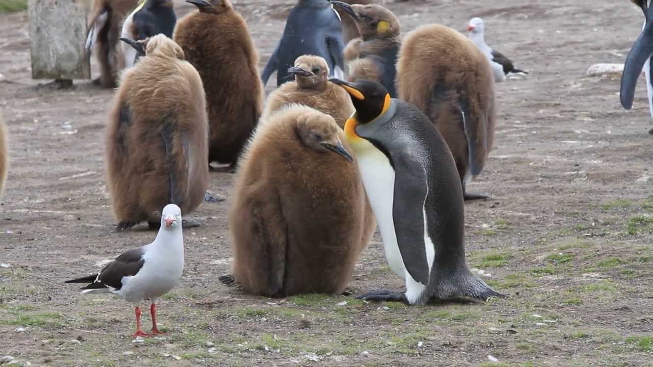 King Penguin Says 