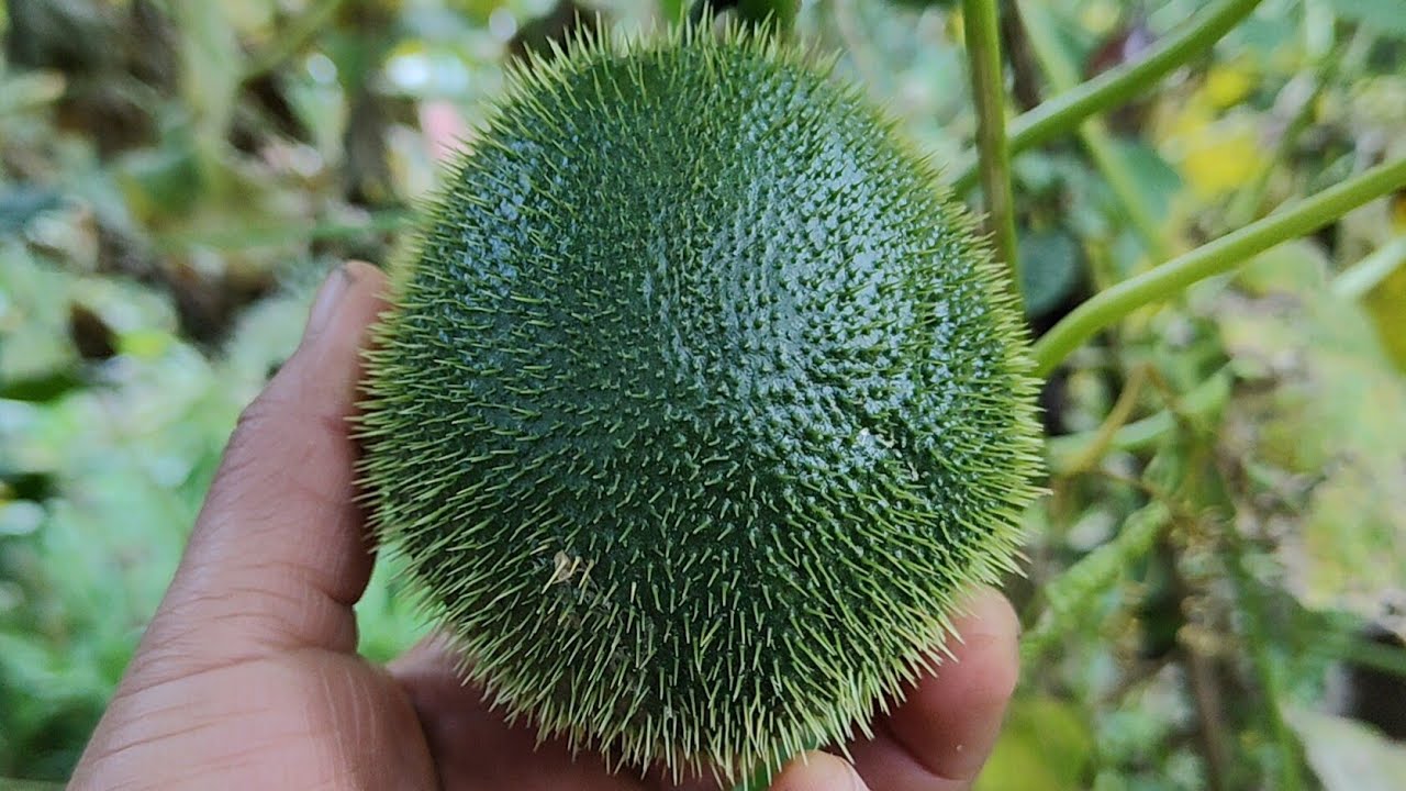 Lo que no sabias del chayote
