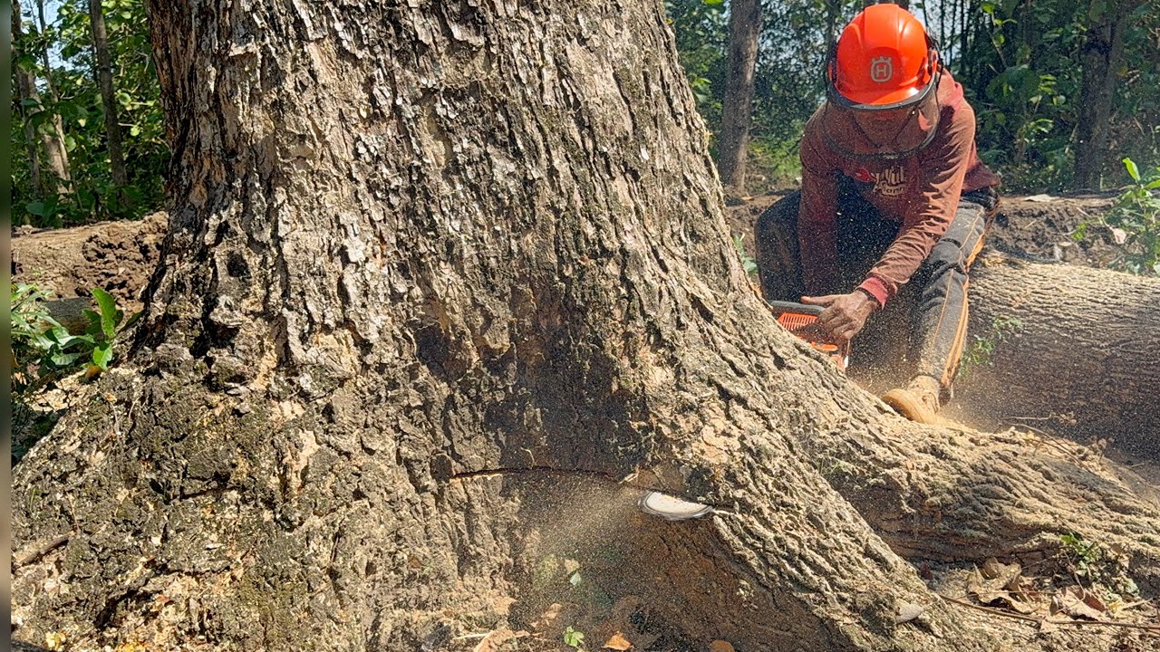 Before it became a threat, we felled this big tree‼️