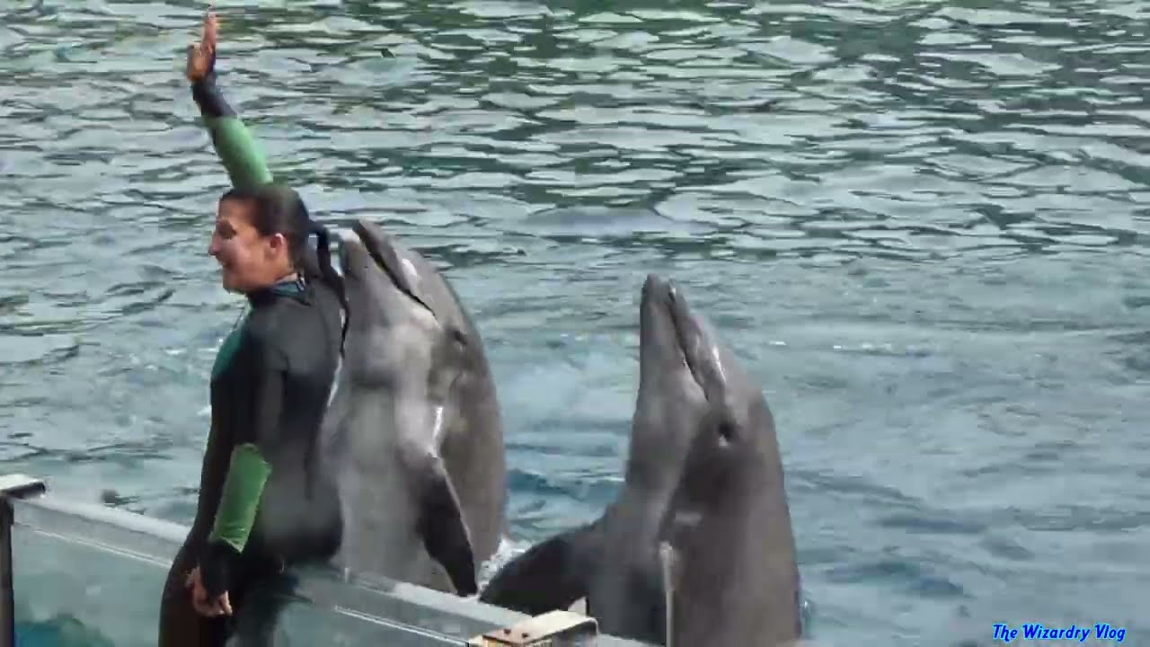 Шоу приключений дельфинов | SeaWorld Orlando | 25-09-2022
