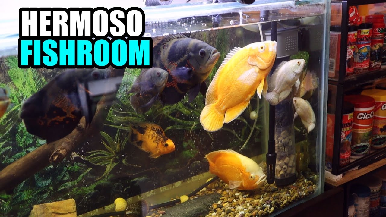 acuarios en monterrey | Fishroom de Antonio y Mayra