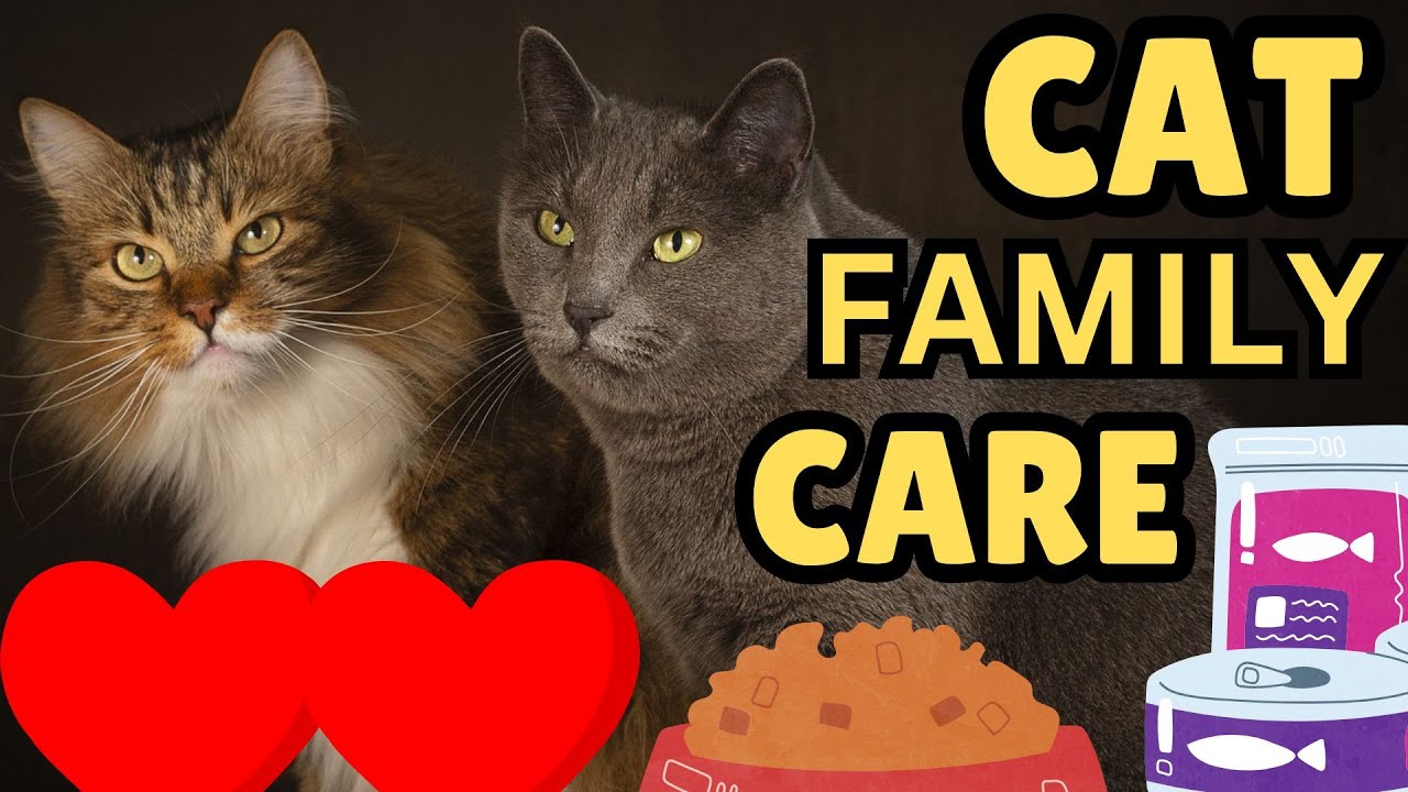How To Manage A Multi-Cat Household (Important Tips)