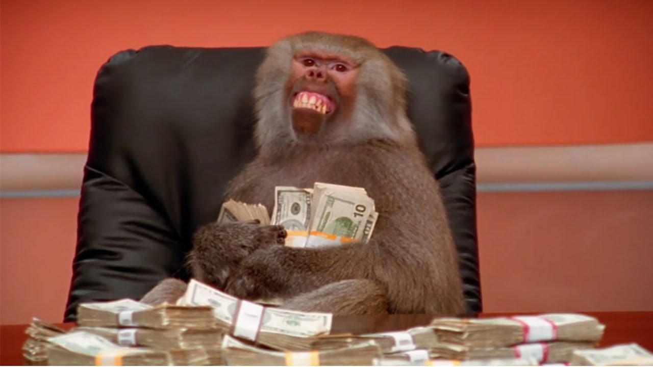 Baboon demonstration as New office worker