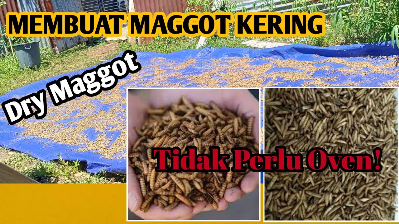 CARA MEMBUAT DRY MAGGOT | MAGGOT KERING TANPA DIOVEN