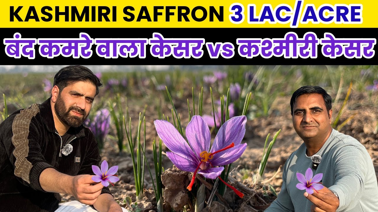 ऐसे करते है कश्मीरी लोग केसर की खेती, कमाते है लाखों 💵 💰💰 Saffron Farming