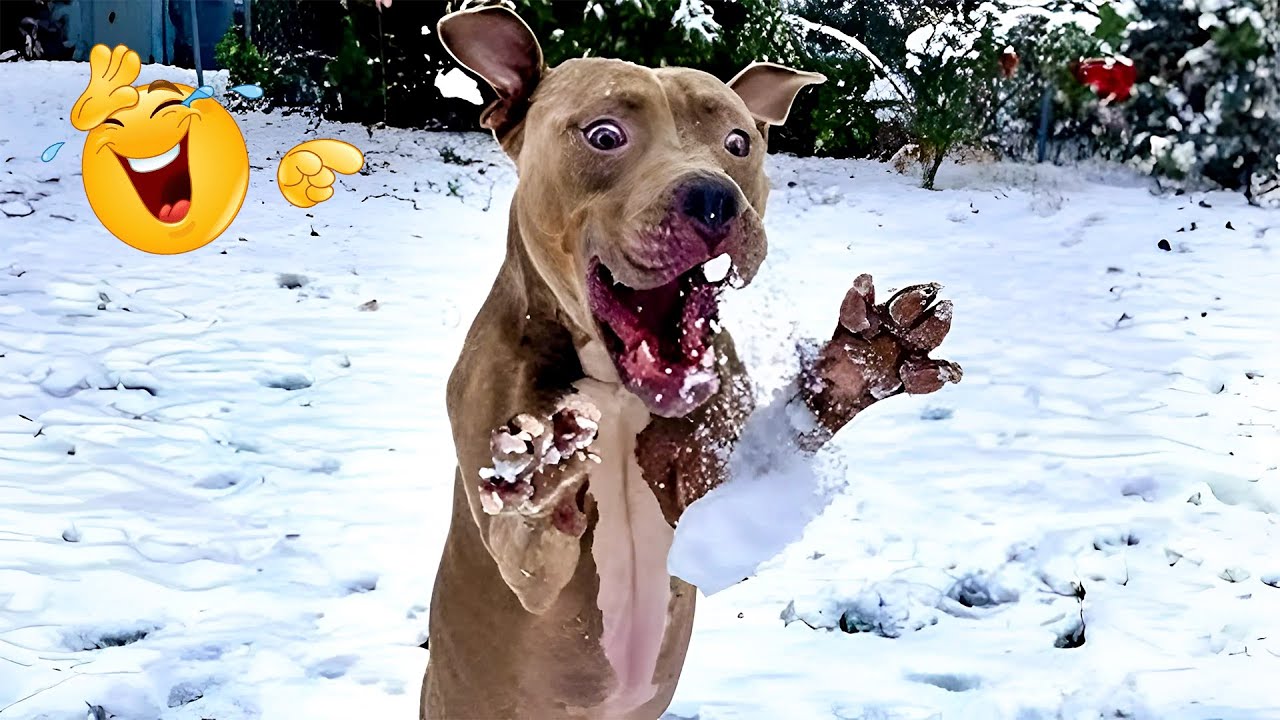 The Funniest Animal Videos Compilation! 😹🐶 Cat and Dog Videos That Don't Disappoint You