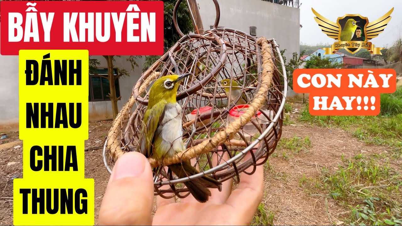 Đi Bẫy Khuyên Gặp Chim Đánh Nhau Tranh Thung Bộ Đầu Xà Cực Đẹp - Pleci Bird Trap Funny | KTB