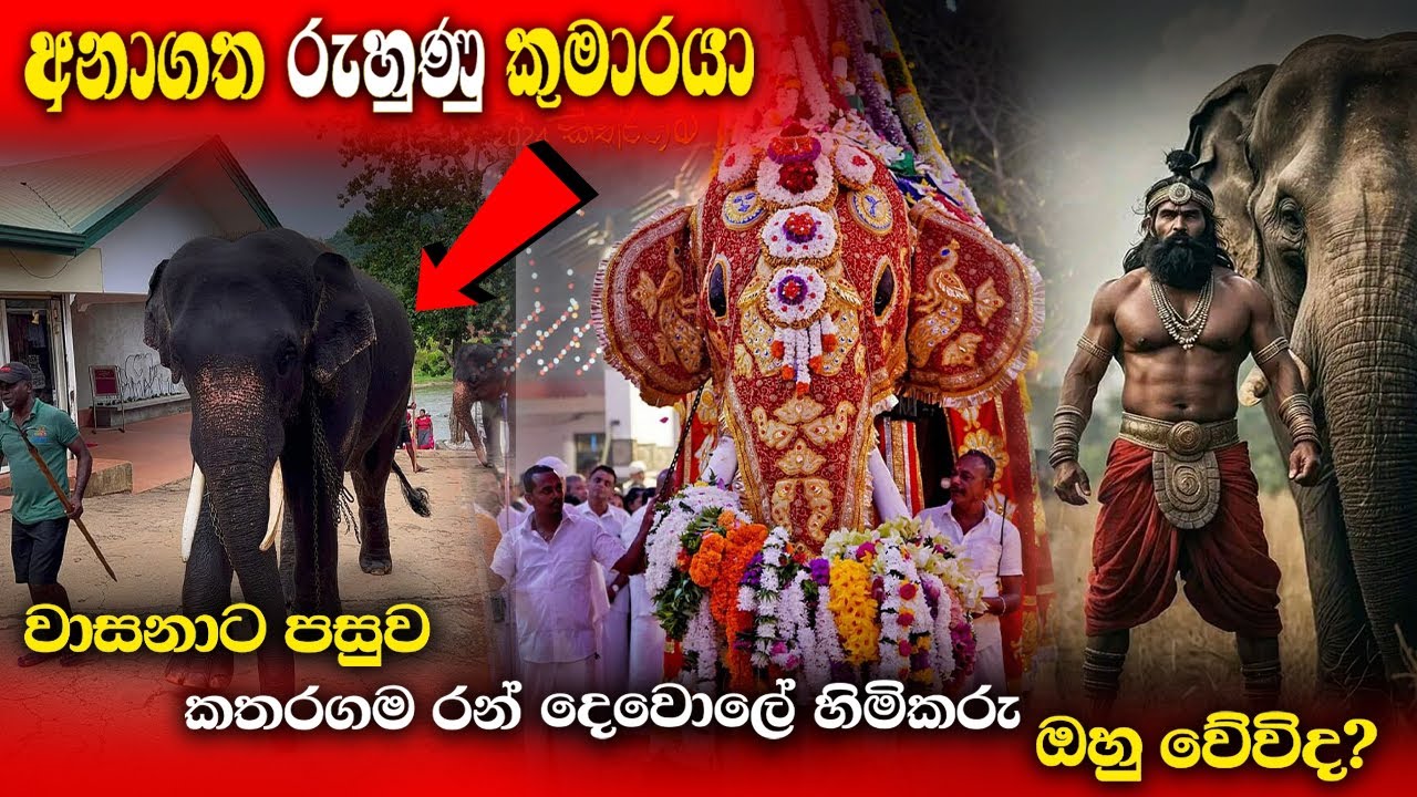 වාසනාට පසු කතරගම රන් දෙවොලේ රාජාකාරි ඔහුට හිමිවේවිද? පින්නවල කඩොල් | Tusker kadol #katharagamawasana
