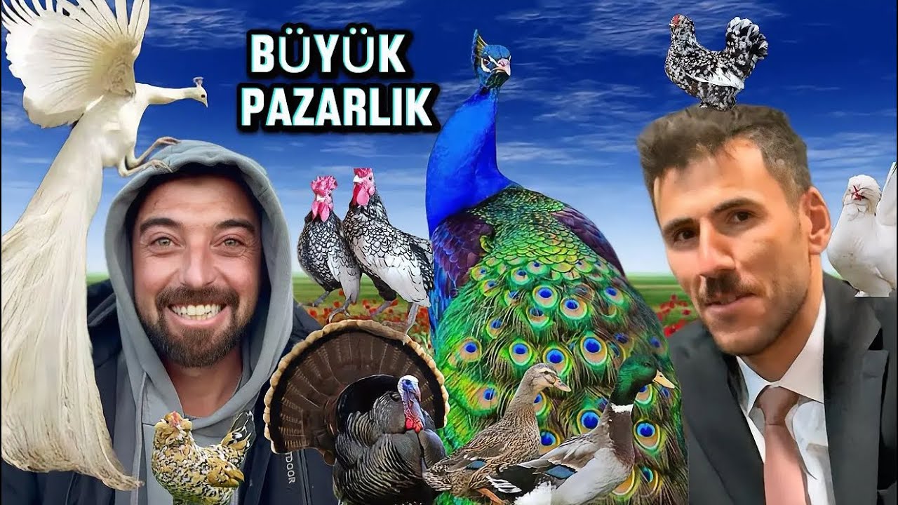 EN GÜZEL KAZ ETİ / 15 BİN LİRAYA TAVUS KUŞU / YENİ ÇAK ÇAK ALDIK / @orhuntopkaya @anadoludazaman42