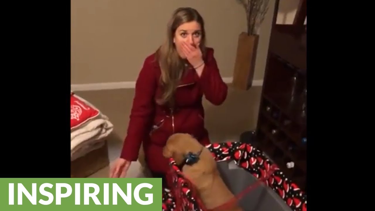 Husband surprises wife with Golden Retriever for Christmas