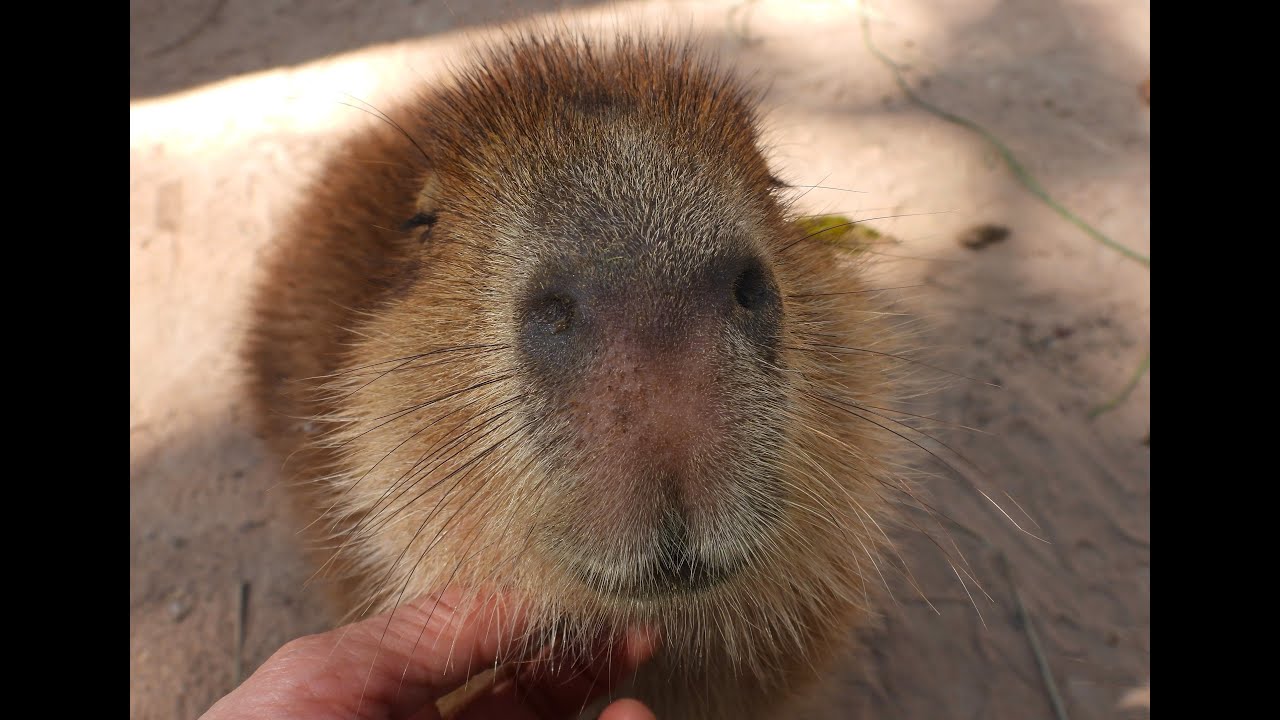 タイのカピバラ(Capybaras in Ubon Ratchathani,Thailand)